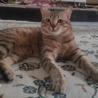 واگذاری گربه نر dsh