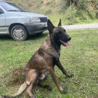 سگ مالینویز