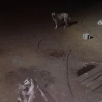 سگ گله ای افغانی