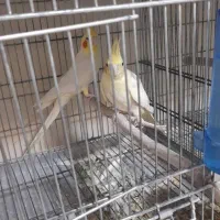 جفت مولد عروس هلندی تضمینی