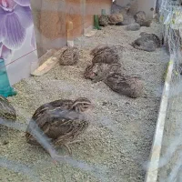 ۲۰ عدد بلدرچین ماده تخم گذار سالم
