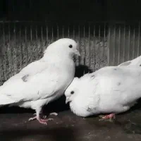 کفتر پرشی|پرنده|رباط‌کریم, نصیرشهر|دیوار