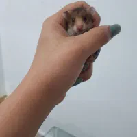 توله موش های بازیگوش