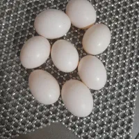 تخم کفر تازه