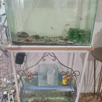 اکواریوم ماهی
