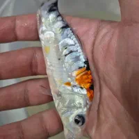 کوی سانکه چرم