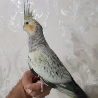 عروس هلندی ماده|پرنده|کرج, حصارک بالا|دیوار