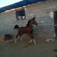 اسب