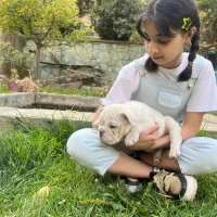 سگ انگلیش بولداگ اصیل