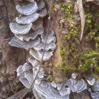 قارچ ترکی تیل بوقلمون