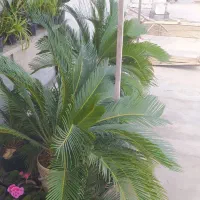 سیکاس