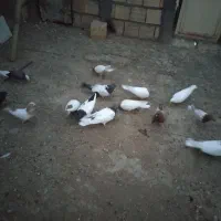 فروش 13 عدد کبوتر رنگی|پرنده|میانه, |دیوار