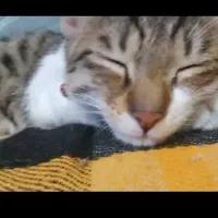 واگذاری گربه پسر‌۷ ماهه(شرح در توضیحات)|گربه|ارومیه, |دیوار