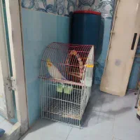 یک پرنده زیبا فروشی است