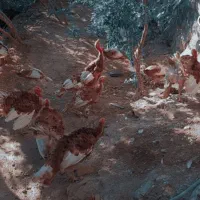 بوقلمون ۶ماهه