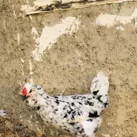 مرغ گلین|حیوانات مزرعه|عسلویه, |دیوار