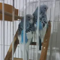 مرغ عشق باژن پروانه  ای زیبا