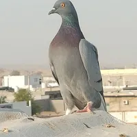 کبوتر زاغ و پرشی|پرنده|بندرعباس, |دیوار