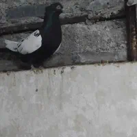 کفتر