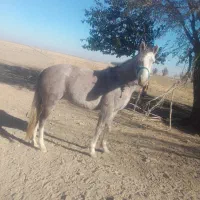 اسب درجه یک