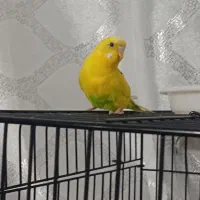 مرغ عشق نر معاوضه با ماده مولد