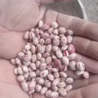 لوبیا چیتی درجه یک هم برا بزر خوبه هم خراکی