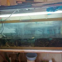 دو عدد آکواریوم