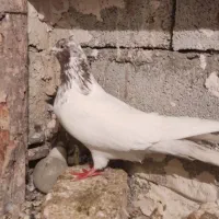 عطیقه ه|حیوانات|ارومیه, |دیوار