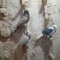 کبوتر پرشی|پرنده|نیشابور, دربقاضی|دیوار