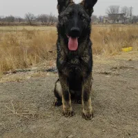 سگ نگهبان ورک لاین|سگ|احمدآبادمستوفی, |دیوار