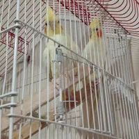 عروس هلندی مولد