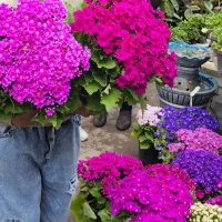 تا دلت بخواد تنوع دارم