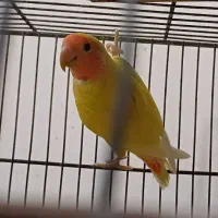 طوطی کوتوله برزیلی نر چشم شرابی|پرنده|اهواز, کوی آغاجاری|دیوار