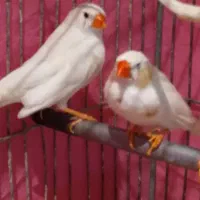 ۵تا فنچ یجفتش تخم کرده