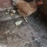جوجه مرغ