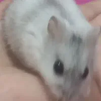 همستر کمپل نر سفید طوسی|موش و خرگوش|کرج, عظیمیه|دیوار