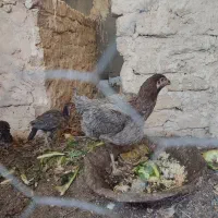 مرغ لاری تخم کن