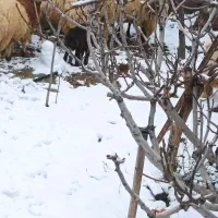 فروش قوچ وکره وبره