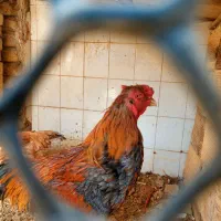 مرغ و خروس لاری|حیوانات مزرعه|قرچک, داوود آباد|دیوار