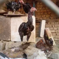 مرغ و خروس و جوجه