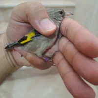 جوجه سهره|پرنده|اسلامشهر, شهرک مفیدی|دیوار