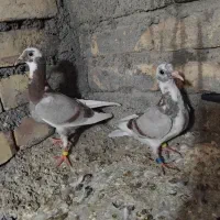 کبوتر