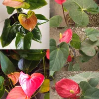 گل انتوریوم حراجی۹۹