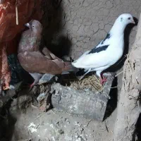 تعدادی کبوتر خوب خوشگل به فروش میرسد|پرنده|صومعهسرا, |دیوار
