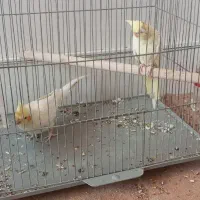 جفت عروس هلندی مولد