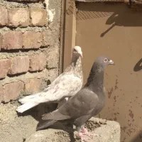 کفتر|پرنده|کنگاور, |دیوار