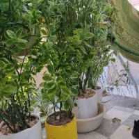 گل طبیعی|گل و گیاه طبیعی|اصفهان, شاهزید|دیوار