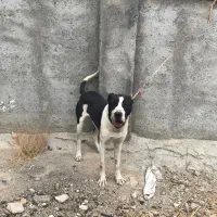 سگ نرو ماده معاوضه