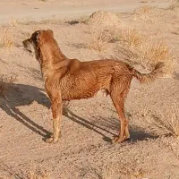 سگ خراسانی|سگ|اسفراین, |دیوار