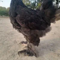 جوجه برهما بلک اصیل رومانی
